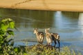 Group of waterbucks in the riverbank in Kruger Park, South Africa