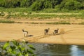 Group of waterbucks in the riverbank in Kruger Park, South Africa