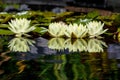 Waterlily in the mirror