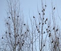 Group of waxwings sits on a tree Royalty Free Stock Photo