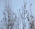 Group of waxwings sits on a tree