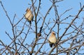 Group of waxwings sits on a tree