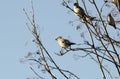 Group of waxwings sits on a tree Royalty Free Stock Photo