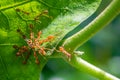 Group of Weaver ants attacks bugs in a leaf, and drag and pull from all around, great teamwork and effort