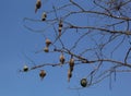 A group of weaver bird nest hanging on leafless tree