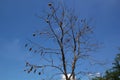A group of weaver bird nest hanging on leafless tree