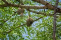 A group of weaver bird nest hanging on leafless tree