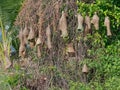 Group of weaver bird nest made by dry grass or straw on tree in outdoor farm