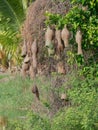 Group of weaver bird nest made by dry grass or straw on tree in outdoor farm