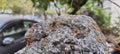 Group of weaver red ants attacking insects