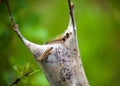 Group of Webworms on a Nest Royalty Free Stock Photo