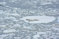 Seals sleeping on an ice floe, Antarctica
