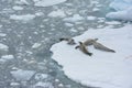 Seals sleeping on an ice floe, Antarctica