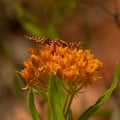 Group of Western Wallflower Buds with Butterfly Royalty Free Stock Photo