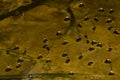 Group of whirligig beetles.