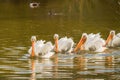 Group of white American pelicans in the middle of the lake. Royalty Free Stock Photo