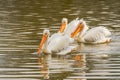 Group of white American pelicans in the middle of the lake. Close up view of beautiful water birds Royalty Free Stock Photo