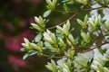 Group of White Azalea Wildflower Buds