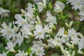 Group of White Azalea Wildflowers