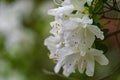 Group of White Azalea Wildflowers