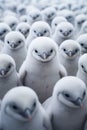 a group of white baby penquins, nestlings