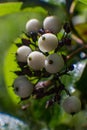 A group of white beautiful fruits on a branch Royalty Free Stock Photo