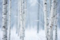 a group of white birch trees in a snowy forest Royalty Free Stock Photo