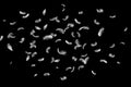 Group of White Bird Feathers Floating on Black Background. Feathers Falling.