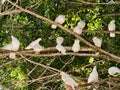 Group of white birds perched peacefully outdoors, Flock of white birds gathered on tree branches in harmony Royalty Free Stock Photo