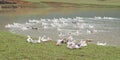 A group of white and black ducks swimming on a pool Royalty Free Stock Photo