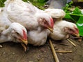 Group of white boiler chicken in farm