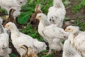 Group white brama Colombian chickens against the background of green leaves, close-up Royalty Free Stock Photo
