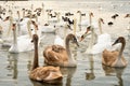 Group of white and broun young swans