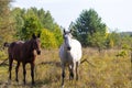 A group of white and brown horses grazing in the pasture against the background of autumn trees Royalty Free Stock Photo