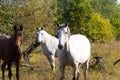 A group of white and brown horses grazing in the pasture against the background of autumn trees Royalty Free Stock Photo