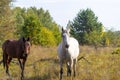 A group of white and brown horses grazing in the pasture against the background of autumn trees Royalty Free Stock Photo