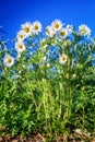 Group of white camomiles Royalty Free Stock Photo