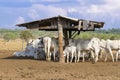 Cattle feeding station on pasture land with white cows, sunny day with clouds at the horizon, Bom Jardim, Mato Grosso, Brazil Royalty Free Stock Photo