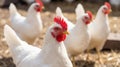 A Group of White Chickens Standing in a Farmyard Royalty Free Stock Photo