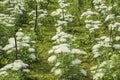 A group of white Chrysanthemum garden Royalty Free Stock Photo