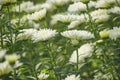 A group of white Chrysanthemum in a garden Royalty Free Stock Photo