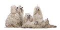 Group of White Corded standard Poodles Royalty Free Stock Photo