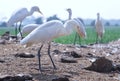 Group of white crane or Leucogeranus leucogeranus waiting in a forest