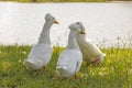 Group of white crested ducks