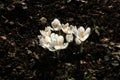 Group of white crocus flowering in early spring Royalty Free Stock Photo