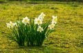 Group of white daffodils in bloom, popular dutch flowers for the garden