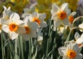 A group of white daffodils with a bright yellow corona, Narcissus Barrett Browning, blooming in springtime