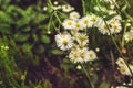 Group of White Daisies with Flies in Garden. Top View. Royalty Free Stock Photo