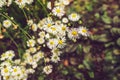 Group of White Daisies with Flies in Garden. Top View. Royalty Free Stock Photo