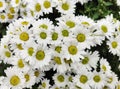 Group of white daisies with green stamens Royalty Free Stock Photo